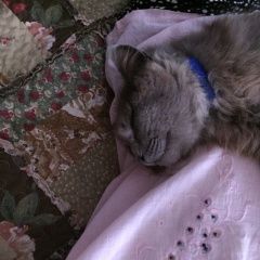 Подробнее об объявлении «Пропал кот мальвин-кисуня Первомайский (Тамбовская обл.)» Фото: пропала кошка Шотландский сеттер (гордон) «Пропал кот мальвин-кисуня Первомайский...» в г. Первомайский (Тамбовская обл.)