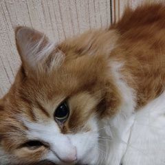 Подробнее об объявлении «Пропал кот Апатиты» Фото: пропала кошка  «Пропал кот Апатиты» в г. Апатиты