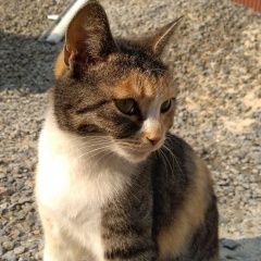 Подробнее об объявлении «Пропала кошка Шахты» Фото: пропала кошка  «Пропала кошка Шахты» в г. Шахты