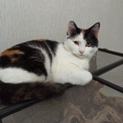 Подробнее об объявлении «Москва Пропала кошка» Фото: пропала кошка  «Москва Пропала кошка» в г. Москва