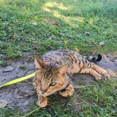 Подробнее об объявлении «Пропал кот, одноглазый Чехов» Фото: пропала кошка Бенгальская кошка «Пропал кот, одноглазый Чехов» в г. Чехов