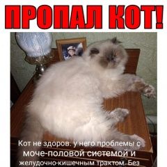 Подробнее об объявлении «Пропал кот Миллерово» Фото: пропала кошка Персидская кошка «Пропал кот Миллерово» в г. Миллерово