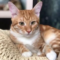 Подробнее об объявлении «Пропал кот рыжий кот Реутов» Фото: пропала кошка  «Пропал кот рыжий кот Реутов» в г. Реутов