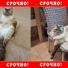 Подробнее об объявлении «Пропал кот Санкт-Петербург» Фото: пропала кошка  «Пропал кот Санкт-Петербург» в г. Санкт-Петербург