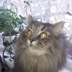 Подробнее об объявлении «Пропал кот помогите найти Дмитров» Фото: пропала кошка  «Пропал кот помогите найти Дмитров» в г. Дмитров