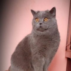 Подробнее об объявлении «Пропал кот шотландец Артемовский (Свердловская обл.)» Фото: пропала кошка  «Пропал кот шотландец Артемовский (Свердловская...» в г. Артемовский (Свердловская обл.)