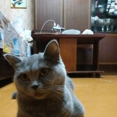 Подробнее об объявлении «Пропала кошка Самара» Фото: пропала кошка Британская короткошерстная кошка «Пропала кошка Самара» в г. Самара