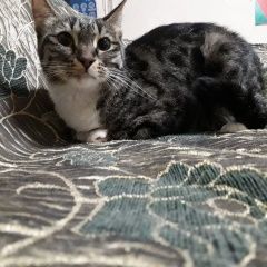 Подробнее об объявлении «Пропала кошка, окрас серобелый Баку» Фото: пропала кошка  «Пропала кошка, окрас серобелый Баку» в г. Баку