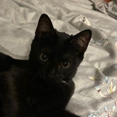 Подробнее об объявлении «Пропал кот, черного цвета Томск» Фото: пропала кошка  «Пропал кот, черного цвета Томск» в г. Томск