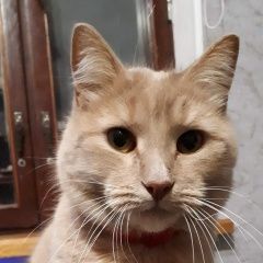 Подробнее об объявлении «Пропал кот Солнечногорск» Фото: пропала кошка  «Пропал кот Солнечногорск» в г. Солнечногорск