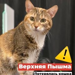 Подробнее об объявлении «Пропала кошка у сахарный диабет и эпилепсия Верхняя Пышма» Фото: пропала кошка  «Пропала кошка у сахарный диабет и эпилепсия...» в г. Верхняя Пышма