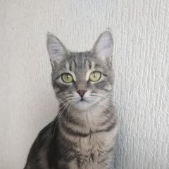 Подробнее об объявлении «Пропала кошка Долгопрудный» Фото: пропала кошка Египетский мау «Пропала кошка Долгопрудный» в г. Долгопрудный