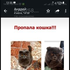 Картинка пропала кошка В городе Воскресенск потерялась кошечька. Воскресенск