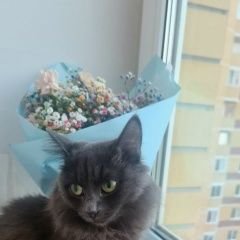 Подробнее об объявлении «Пропала кошка умоляю помогите найти кошку Тюмень» Фото: пропала кошка Русская голубая кошка «Пропала кошка умоляю помогите найти кошку Тюмень» в г. Тюмень