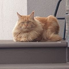 Подробнее об объявлении «Пропал кот Малаховка» Фото: пропала кошка Мейн-кун «Пропал кот Малаховка» в г. Малаховка