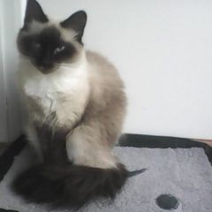 Подробнее об объявлении «Пропала кошка похожа на сиамскую Светлогорск» Фото: пропала кошка Сиамская кошка «Пропала кошка похожа на сиамскую Светлогорск» в г. Светлогорск