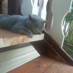 Подробнее об объявлении «Пропала кошка Ломоносов» Фото: пропала кошка Британская короткошерстная кошка «Пропала кошка Ломоносов» в г. Ломоносов