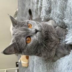 Подробнее об объявлении «Пропала кошка с онкологией Электроугли» Фото: пропала кошка Британская короткошерстная кошка «Пропала кошка с онкологией Электроугли» в г. Электроугли