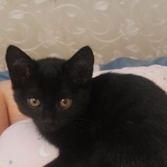 Подробнее об объявлении «Пропала кошка член семьи. Химки» Фото: пропала кошка  «Пропала кошка член семьи. Химки» в г. Химки