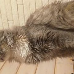 Подробнее об объявлении «Пропала кошка Люберцы» Фото: пропала кошка  «Пропала кошка Люберцы» в г. Люберцы