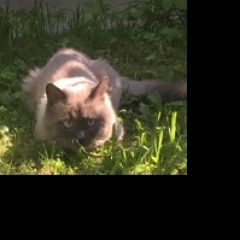 Подробнее об объявлении «Ярославль Пропал кот похож на сиамца» Фото: пропала кошка Сиамская кошка «Ярославль Пропал кот похож на сиамца» в г. Ярославль