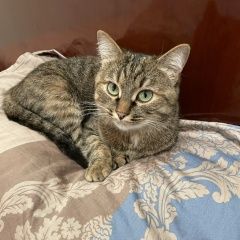 Подробнее об объявлении «Пропала кошка 6.08.22 в 11:40 Приозерск» Фото: пропала кошка  «Пропала кошка 6.08.22 в 11:40 Приозерск» в г. Приозерск