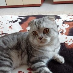 Подробнее об объявлении «Пропал кот шотландский вислоухий Чистополь» Фото: пропала кошка  «Пропал кот шотландский вислоухий Чистополь» в г. Чистополь