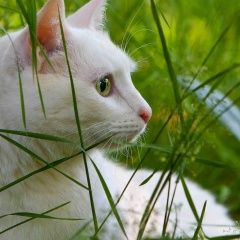 Подробнее об объявлении «Нижний Новгород Пропала кошка» Фото: пропала кошка  «Нижний Новгород Пропала кошка» в г. Нижний Новгород