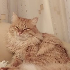 Подробнее об объявлении «Пропал кот Дзержинск» Фото: пропала кошка  «Пропал кот Дзержинск» в г. Дзержинск