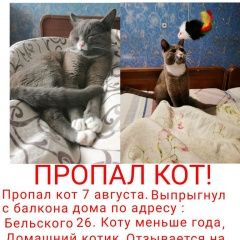 Подробнее об объявлении «Пропал кот Минск» Фото: пропала кошка  «Пропал кот Минск» в г. Минск