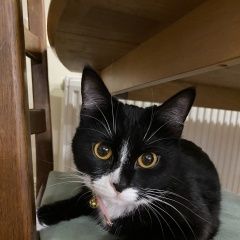 Подробнее об объявлении «Пропала кошка Тбилиси» Фото: пропала кошка  «Пропала кошка Тбилиси» в г. Тбилиси