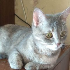 Подробнее об объявлении «Нижний Новгород Пропала кошка» Фото: пропала кошка  «Нижний Новгород Пропала кошка» в г. Нижний Новгород