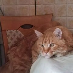 Подробнее об объявлении «Подольск Пропал кот большой рыжий кот» Фото: пропала кошка Мейн-кун «Подольск Пропал кот большой рыжий кот» в г. Подольск