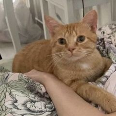 Подробнее об объявлении «Пропал кот рыжий кот в д.мишнево Фрязино» Фото: пропала кошка  «Пропал кот рыжий кот в д.мишнево Фрязино» в г. Фрязино