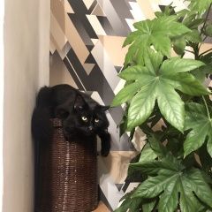 Подробнее об объявлении «Пропал кот мейкун большой, черный Улан-Удэ» Фото: пропала кошка Мейн-кун «Пропал кот мейкун большой, черный Улан-Удэ» в г. Улан-Удэ