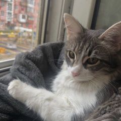 Подробнее об объявлении «Пропала кошка умоляю дайте знать если видели эту кошеч Махачкала» Фото: пропала кошка  «Пропала кошка умоляю дайте знать если видели...» в г. Махачкала