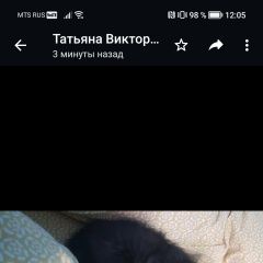 Подробнее об объявлении «Благовещенск (Амурская обл.) Пропала кошка котёнок» Фото: пропала кошка  «Благовещенск (Амурская обл.) Пропала кошка котёнок» в г. Благовещенск (Амурская обл.)