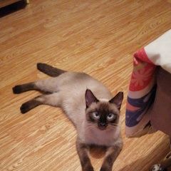 Подробнее об объявлении «Пропала кошка Набережные Челны» Фото: пропала кошка  «Пропала кошка Набережные Челны» в г. Набережные Челны