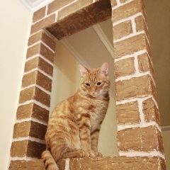 Подробнее об объявлении «Пропал кот большой рыжий кот Уфа» Фото: пропала кошка  «Пропал кот большой рыжий кот Уфа» в г. Уфа