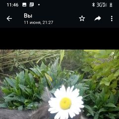 Подробнее об объявлении «Воронеж Пропала кошка зовут сима 10 месяцев в жёлтом ошейнике» Фото: пропала кошка  «Воронеж Пропала кошка зовут сима 10 месяцев в...» в г. Воронеж