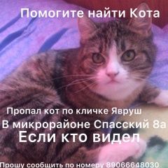 Подробнее об объявлении «Пропал кот Мценск» Фото: пропала кошка  «Пропал кот Мценск» в г. Мценск