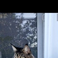 Подробнее об объявлении «Пропала кошка Рузаевка» Фото: пропала кошка  «Пропала кошка Рузаевка» в г. Рузаевка