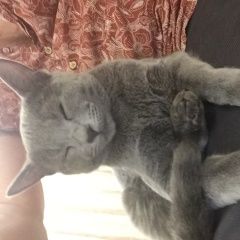 Подробнее об объявлении «Краснодар Пропал кот» Фото: пропала кошка  «Краснодар Пропал кот» в г. Краснодар