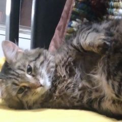 Подробнее об объявлении «Пропал кот Самара» Фото: пропала кошка  «Пропал кот Самара» в г. Самара