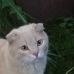 Подробнее об объявлении «Пропал кот Киржач» Фото: пропала кошка  «Пропал кот Киржач» в г. Киржач