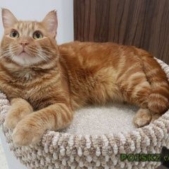 Подробнее об объявлении «Пропал кот помогите  Тюмень» Фото: пропала кошка  «Пропал кот помогите  Тюмень» в г. Тюмень