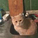 Подробнее об объявлении «Пропал кот в районе дубков Оренбург» Фото: пропала кошка Британская короткошерстная «Пропал кот в районе дубков Оренбург» в г. Оренбург