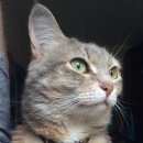 Подробнее об объявлении «Мытищи Пропала кошка» Фото: пропала кошка  «Мытищи Пропала кошка» в г. Мытищи