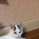 Подробнее об объявлении «Пропал котик Ставрополь» Фото: пропала кошка  «Пропал котик Ставрополь» в г. Ставрополь