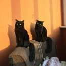 Подробнее об объявлении «Москва Пропала кошка породы мэй-кун» Фото: пропала кошка  «Москва Пропала кошка породы мэй-кун» в г. Москва